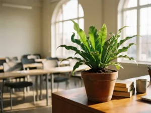 Groene plant met gezonde bladeren in terracotta pot op houten bureau bij raam in moderne trainingsruimte